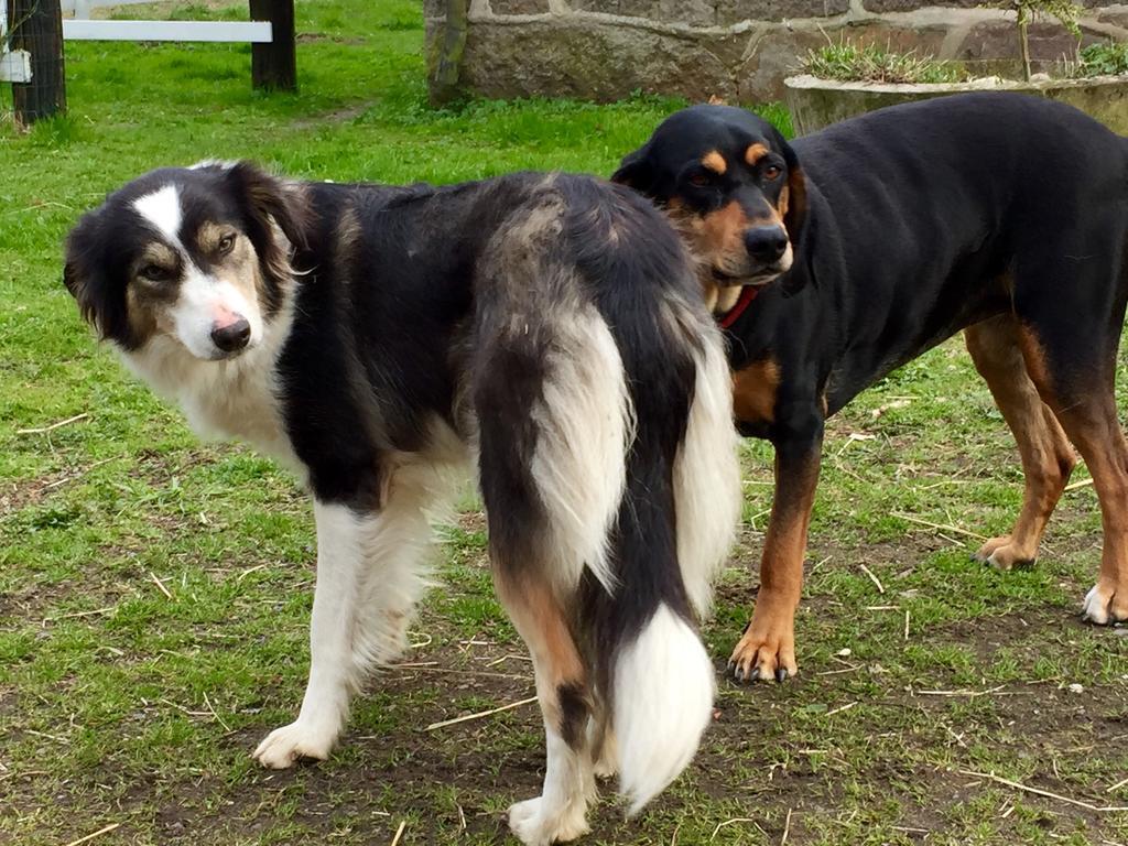 Farm Stay Happy Dogs Ranch Veberöd Esterno foto