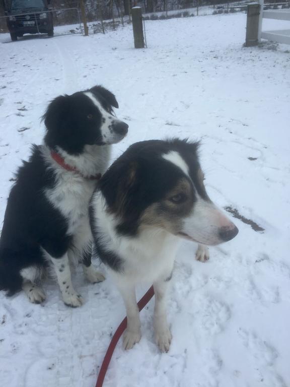 Farm Stay Happy Dogs Ranch Veberöd Esterno foto